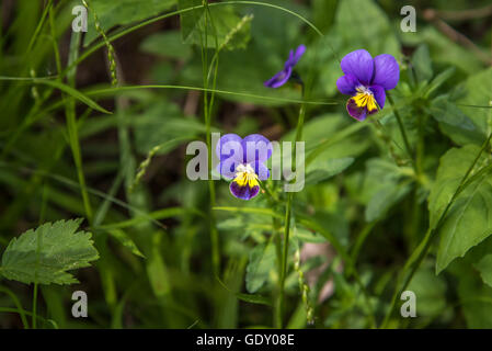 Stiefmütterchen Blüten (Viola Tricolor) in Ontario Wald Stockfoto