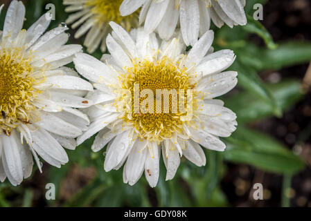 Shasta Daisy Blumen. Leucanthemum x Superbum wahre Herrlichkeit. Stockfoto