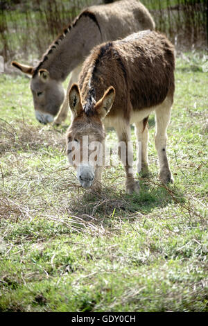 Esel Stockfoto