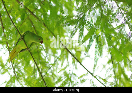 Stieg der beringten Sittich, umgeben von grünen Blättern Stockfoto