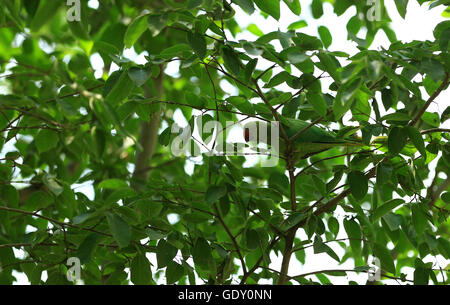 Stieg der beringten Sittich, umgeben von grünen Blättern Stockfoto