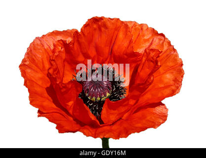 Blume der ein roter Mohn auf weißem Hintergrund Stockfoto