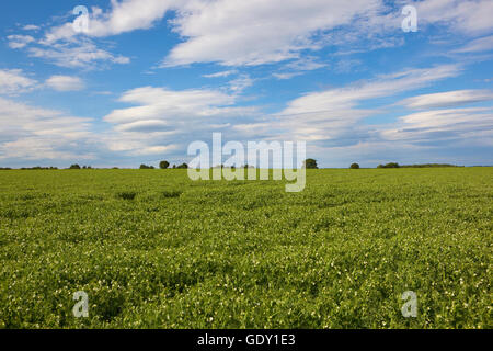 Eine blühende Erbse Feld in die Yorkshire Wolds unter blauem Himmel im Sommer. Stockfoto