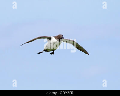 Guillemot im Flug Stockfoto
