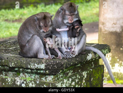 Zwei Affen auf Bali tragen ihre Babys Stockfoto