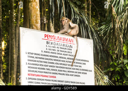 Affe sitzt auf Schild in Bali Stockfoto