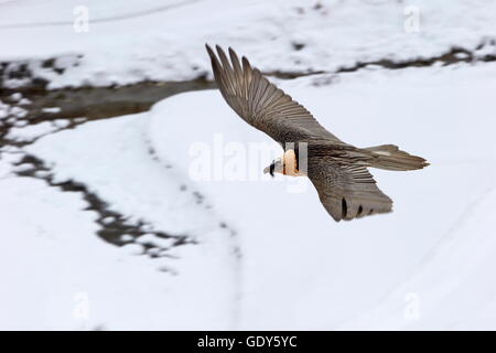 Zoologie/Tiere, Vogel/Vögeln (Aves), Bartgeier im Val Savarenche, Aosta, Val d'Aosta, Grand Paradiso, Italien, Additional-Rights - Clearance-Info - Not-Available Stockfoto