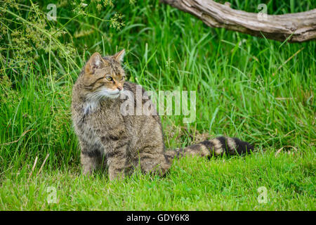 Schöne schottische Wildkatze am Baum im Sommer Sonne entspannen Stockfoto