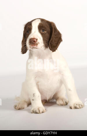 Englisch Springer Spaniel Welpen, Leber und weiß Stockfoto