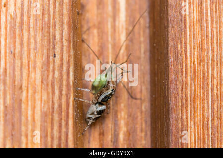 Nahaufnahme einer Spinne mit einer Heuschrecke als Beute Stockfoto