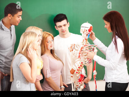 Anatomie-Lehrer und ihre Schüler in der Klasse. Stockfoto