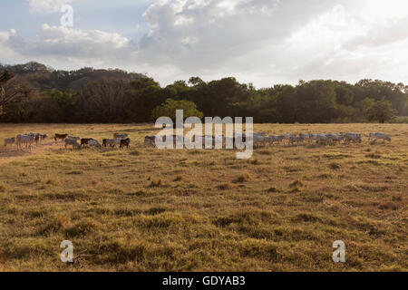 Grasende Kühe auf Feld, Samara, Costa Rica Stockfoto