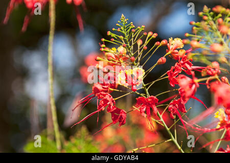 Nahaufnahme der Blüte stolz von Barbados, Costa Rica Stockfoto