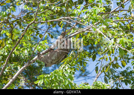 Dreifingerfaultier auf Baum im Nationalpark Tortuguero, Costa Rica Stockfoto