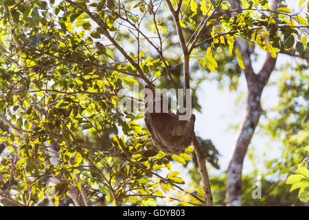 Dreifingerfaultier auf Baum im Nationalpark Tortuguero, Costa Rica Stockfoto
