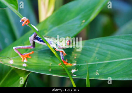 Nahaufnahme der Laubfrosch auf Stamm, Costa Rica Stockfoto