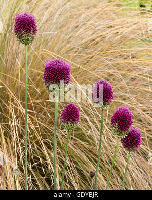 Trommelstock Köpfe von der ornamentalen Zwiebel Allium Sphaerocephalon gegen den dünnen Blättern Tussock Gras, Chionochloa rubra Stockfoto