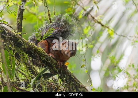 Rotflanken-bunte Eichhörnchen auf einem Baum, der Blick in die Kamera, Samara, Costa Rica Stockfoto