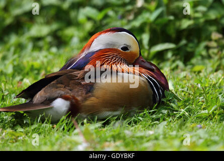 Mandarin Ente Stockfoto