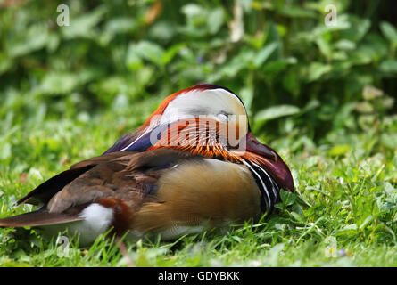 Mandarin Ente Stockfoto