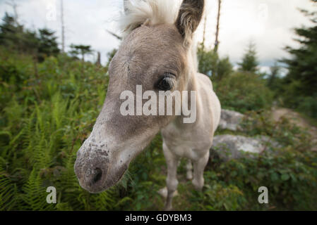 Weiße wildes Pony Fohlen auf dem Appalachian Trail in Virginia. Stockfoto