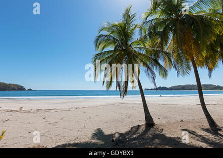 Palmen am Strand, Samara, Costa Rica Stockfoto