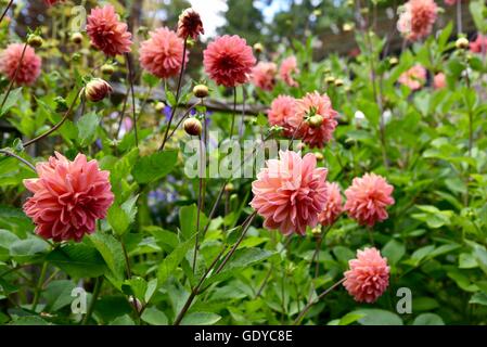Blüten rosa Dahlie Stockfoto