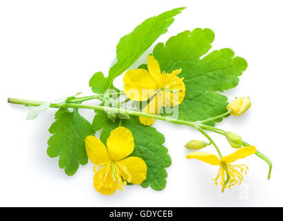 Größere Schöllkraut Blume, Schwalbe Würze isoliert auf weißem Hintergrund. Stockfoto