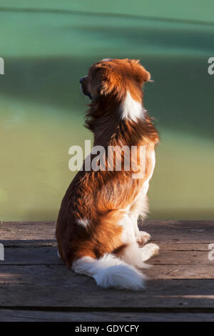 Border-Collie Mischling sitzen auf Holzbank, Orinoco Delta, Venezuela Stockfoto