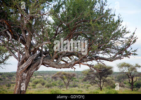 Leopard im Baum auf Okonjima Reserve in Namibia Stockfoto