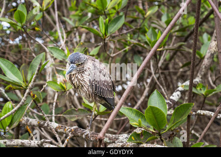 Juvenile gekerbter Galapagos Heron (Butorides Striata) thront in Mangroven, Santa Cruz Island, Galapagos-Inseln, Ecuador Stockfoto