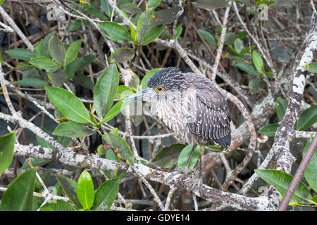 Juvenile gekerbter Galapagos Heron (Butorides Striata) thront in Mangroven, Santa Cruz Island, Galapagos-Inseln, Ecuador Stockfoto