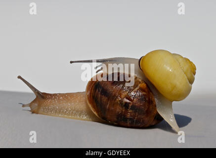 Garten-Schnecke (Helix Aspersa/Cornu Aspersum) und Yellow Brown-Lipped Schnecke (Bänderschnecken Nemoralis) Stockfoto