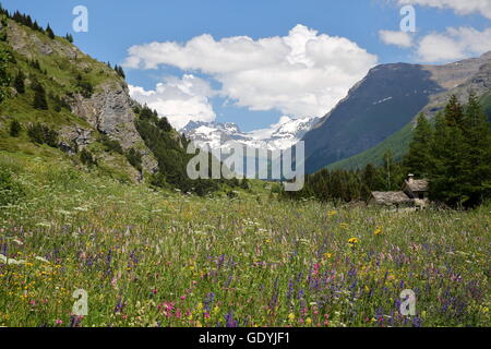 Landschaft in der Nähe von Lanslevillard mit bunten Blumen im Vordergrund, Nationalparks Vanoise, nördliche Alpen, Savoie, Frankreich Stockfoto