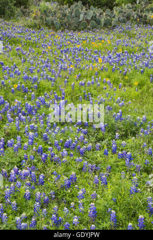 Bereich der Kornblumen (Lupinus Texensis) bei Willow City Loop im Hill Country, Texas, USA Stockfoto