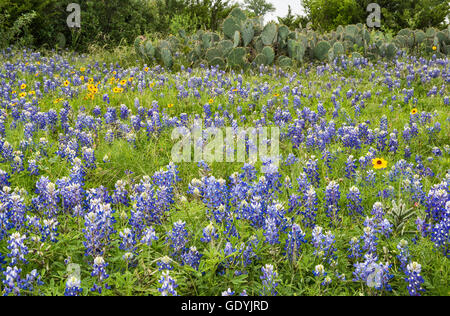 Bereich der Kornblumen (Lupinus Texensis) bei Willow City Loop im Hill Country, Texas, USA Stockfoto