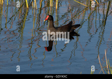 Gemeinsamen Teichhuhn Vogel mit Spiegelbild im See Stockfoto