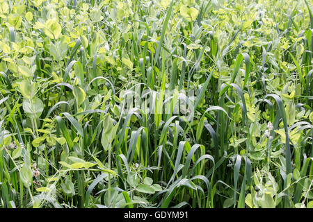 Wachsen Sie auf der grünen Wiese, Jungpflanzen von Hafer, Lupinen, Erbsen. Stockfoto