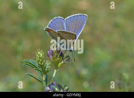 gemeinsame blaue Schmetterling auf wilde Blume Stockfoto