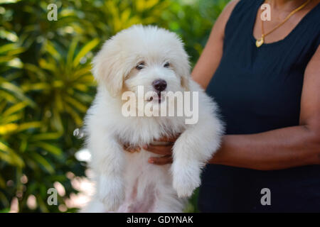 Eine entzückende Tibet Terrier Welpen Stockfoto