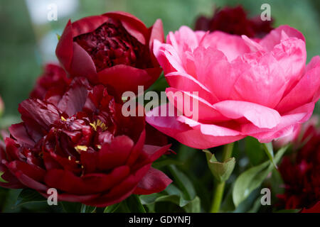 Paeonia-Blumen in rot und rosa Farben Makro Stockfoto