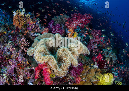 Pulsierenden Weichkorallen und andere Wirbellose gedeihen an einem gesunden, tropischen Korallenriff in Raja Ampat, Indonesien. Stockfoto