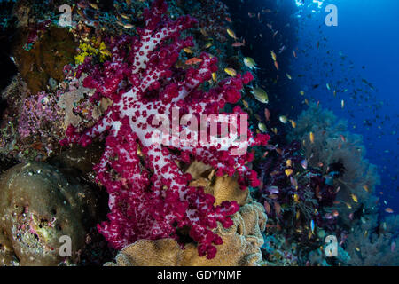 Pulsierenden Weichkorallen und andere Wirbellose gedeihen an einem gesunden, tropischen Korallenriff in Raja Ampat, Indonesien. Stockfoto