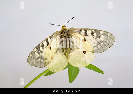 Die amerikanischen Apollo-Falter, schon Apollo auf eine Wildblume in der Nähe von Camp Sherman in Oregon Cascade Mountains. Stockfoto