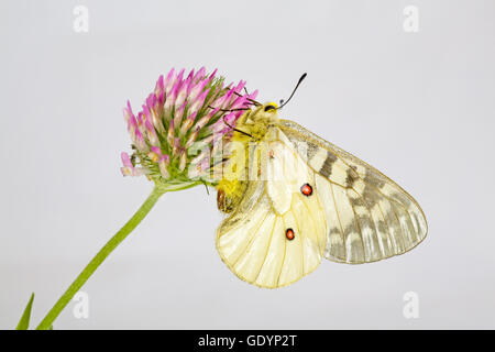 Die amerikanischen Apollo-Falter, schon Apollo auf eine Wildblume in der Nähe von Camp Sherman in Oregon Cascade Mountains. Stockfoto