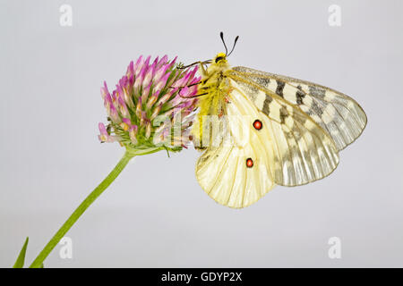 Die amerikanischen Apollo-Falter, schon Apollo auf eine Wildblume in der Nähe von Camp Sherman in Oregon Cascade Mountains. Stockfoto