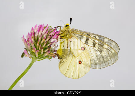 Die amerikanischen Apollo-Falter, schon Apollo auf eine Wildblume in der Nähe von Camp Sherman in Oregon Cascade Mountains. Stockfoto