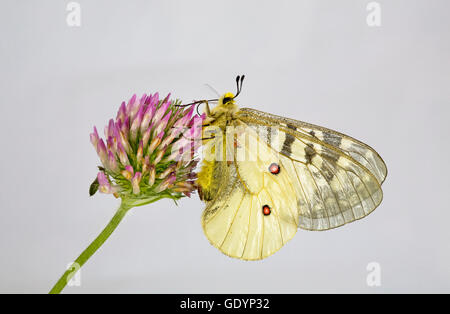 Die amerikanischen Apollo-Falter, schon Apollo auf eine Wildblume in der Nähe von Camp Sherman in Oregon Cascade Mountains. Stockfoto