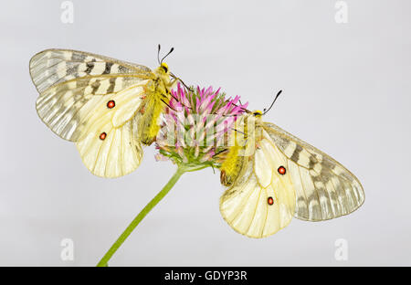 Zwei amerikanische Apollo Schmetterlinge schon Apollo auf eine Wildblume in der Nähe von Camp Sherman in Oregon Cascade Mountains. Stockfoto