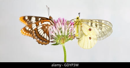 Ein Lorquin Admiral (Limenitis Lorquini) Schmetterling und einem amerikanischen Apollo-Falter Metolius Fluss in Oregon Cas Stockfoto